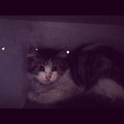 uyutulmaması istenen kedi yavrusu