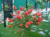 callistemon / #294991