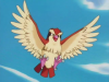 pidgey