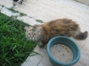 kendini korkutan insandan kaçmayan kedi karizması / #307075