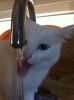 iq su düşük kedi beslemek