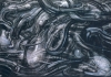 h r giger