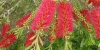 callistemon / #294992