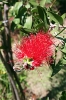 callistemon / #294994