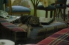 kedi sahibi uludağ sözlük yazarları / #305949