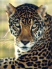 leopar