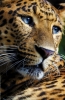 leopar