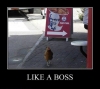 like a boss