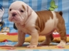 bulldog / #504886