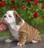 bulldog / #504952