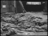 adolf hitler in sivil katliamları / #382186