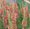 verbascum / #392803