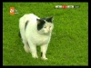 fenerbahçe göztepe maçında sahaya giren kedi