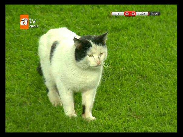 FenerbahГ§e GГ¶ztepe FenerbahГ§e GГ¶ztepe