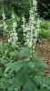 verbascum / #392800