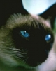 siyam kedisi