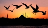 bi şehirden giderken sadece martılara elveda demek / #342832