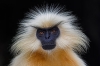 langur maymunu