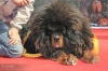 tibet mastiff i / #419241