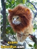 aslan gorunumlu masum kedi / #466904