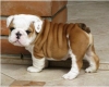 bulldog / #504906