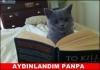 devinişsel kazanımları simgelem teknikleri / #462617