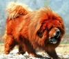 tibet mastiff i / #419245