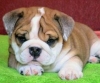 bulldog / #504900