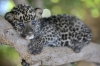 leopar