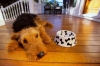 airedale terrier / #465776