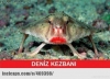 deniz kezbanı / #487334