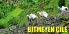devlet bize yardum etsun / #432537