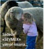 kurban bayramı gelince hayvansever kesilmek / #338321