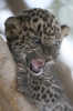 leopar