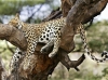 leopar