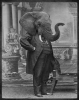 the elephant man