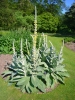 verbascum / #392801
