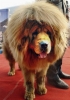 tibet mastiff i / #419244