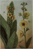 verbascum / #392805