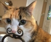 kedi bıyıklı erkekler / #403012