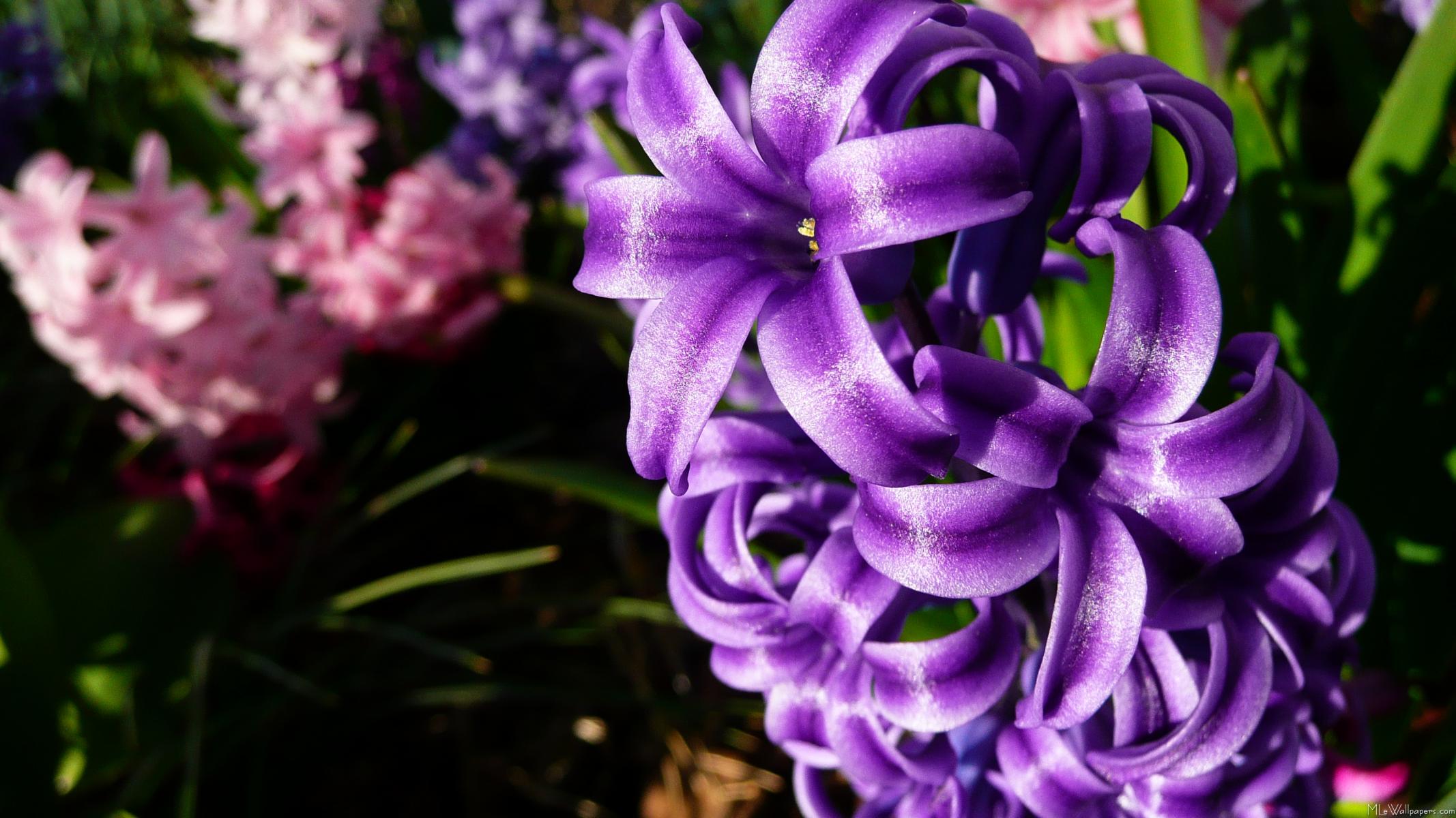 Цветы фиолетового цвета названия и фото. Фиолетовый гиацинт цветок. Гиацинт Пурпл Стар. Капский гиацинт. Гиацинт перпл Прайд.