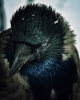 raven / #509069