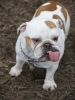 bulldog / #504917