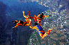 skydiving