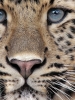 leopar