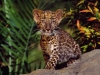 leopar