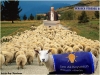 en kalabalık sürüye sahip çoban / #463538