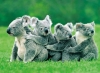 koalalardaki tren sevgisi