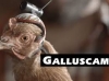 lg g2 galluscam