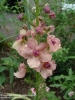 verbascum / #392799